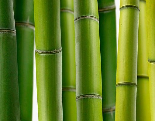 Tile sticker - Bamboo Plants
