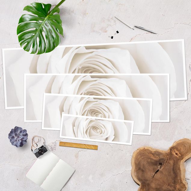 Panoramic poster flowers - Pretty White Rose