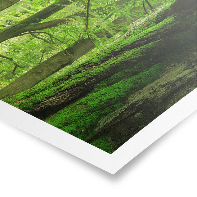 Panoramic poster forest - Mighty Beech Trees