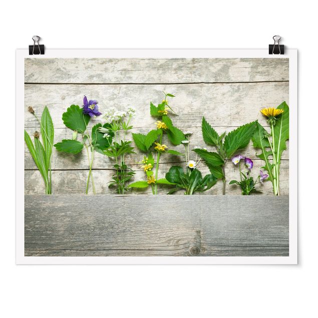 Poster - Medicinal and Meadow Herbs
