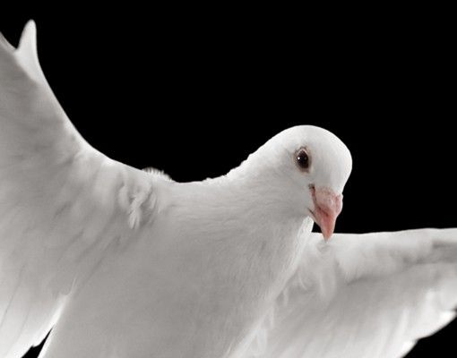 Window decoration - Dove Of Peace