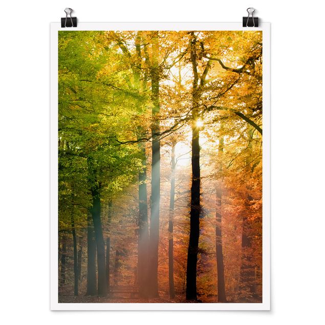 Poster forest - Morning Light