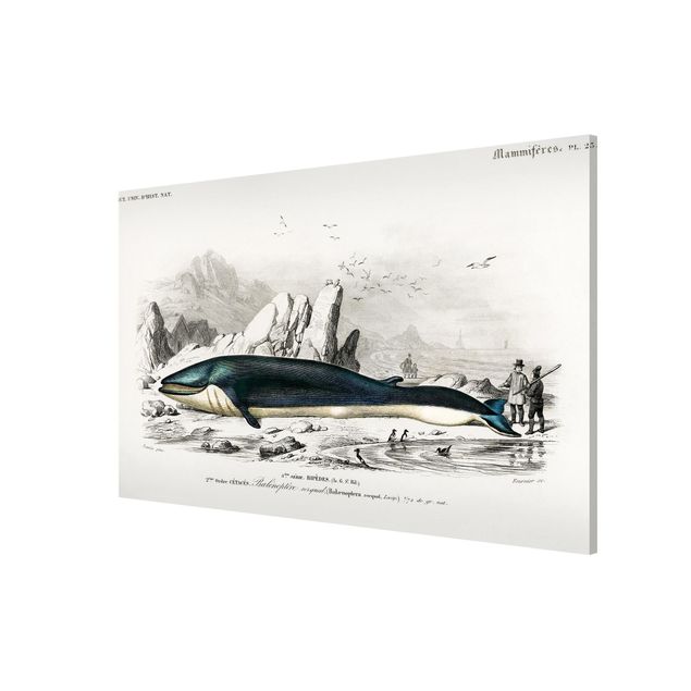 Magnetic memo board - Vintage Board Blue Whale