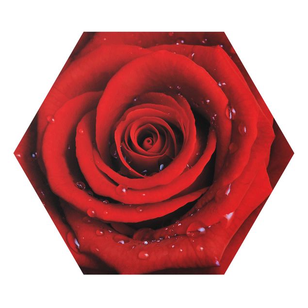 Forex hexagon - Red Rose With Water Drops