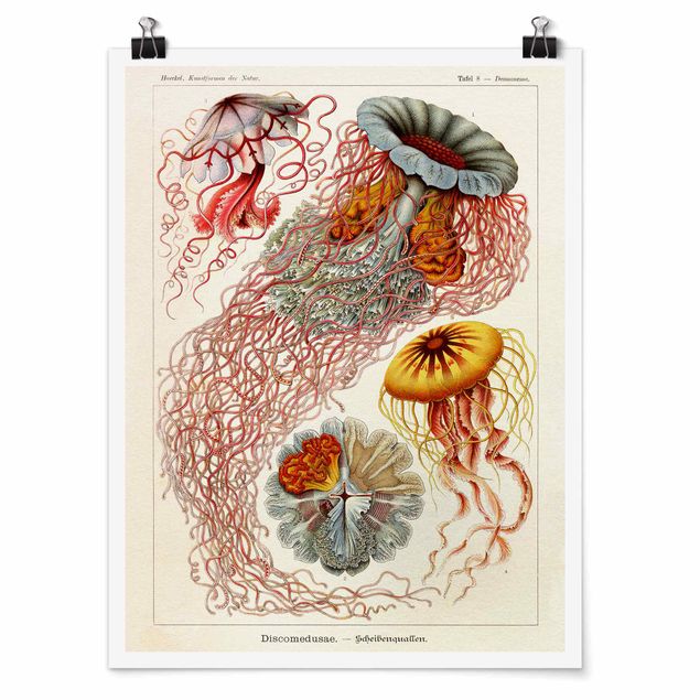 Poster - Vintage Board Jellyfish