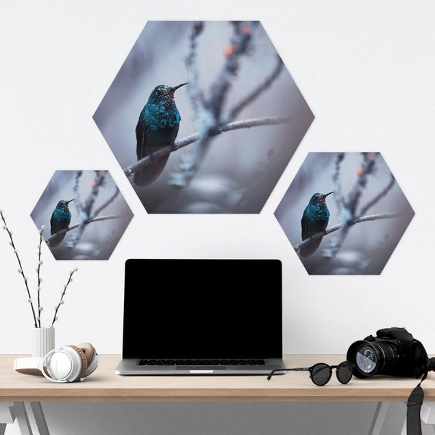 Forex hexagon - Hummingbird In Winter