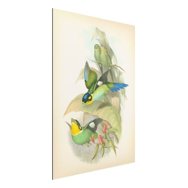 Aluminium dibond Vintage Illustration Tropical Birds