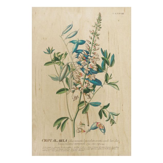 Print on wood - Vintage Botanical Illustration Legumes