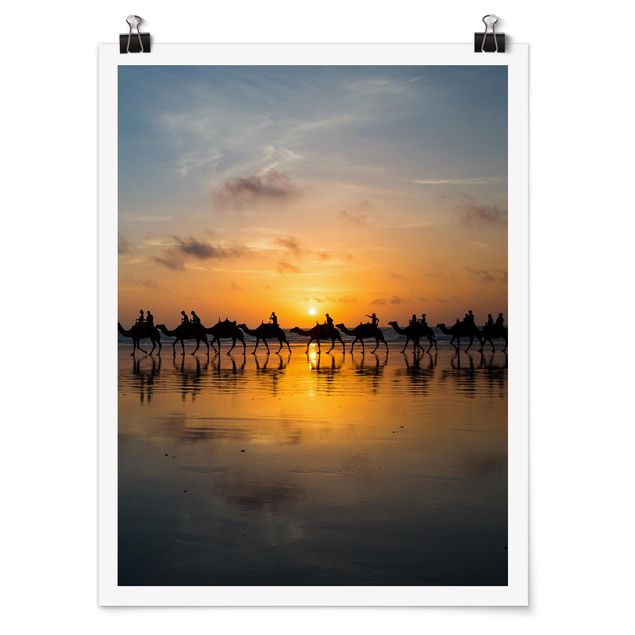 Poster animals - Camels in the sunset