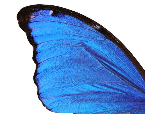 Window sticker - Blue Morpho