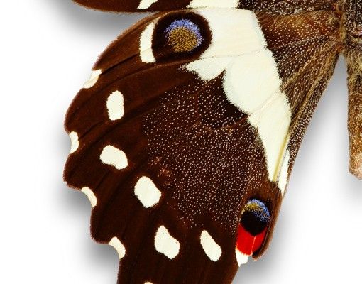 Window sticker - Nymphalidae In Earth Tones