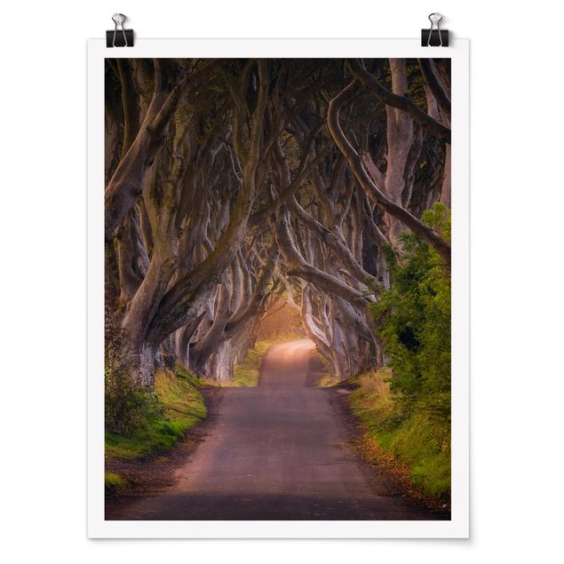 Poster forest - Tunnel Of Trees