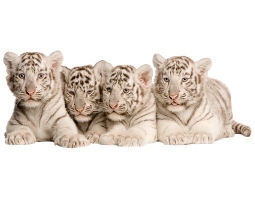 Animal print wall stickers No.504 Bengal Tiger Babies