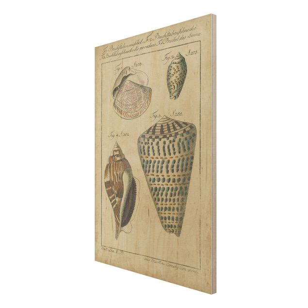 Print on wood - Vintage Conch Drawing Pattern Bunte