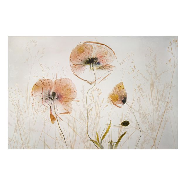 Print on aluminium - Dried Poppy Flowers With Delicate Grasses