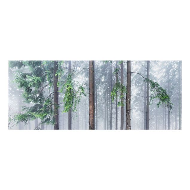 Splashback - Conifers In Winter - Panorama 5:2
