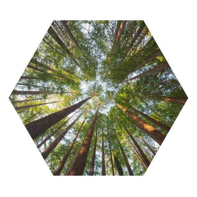 Forex hexagon - Sequoia Tree Tops