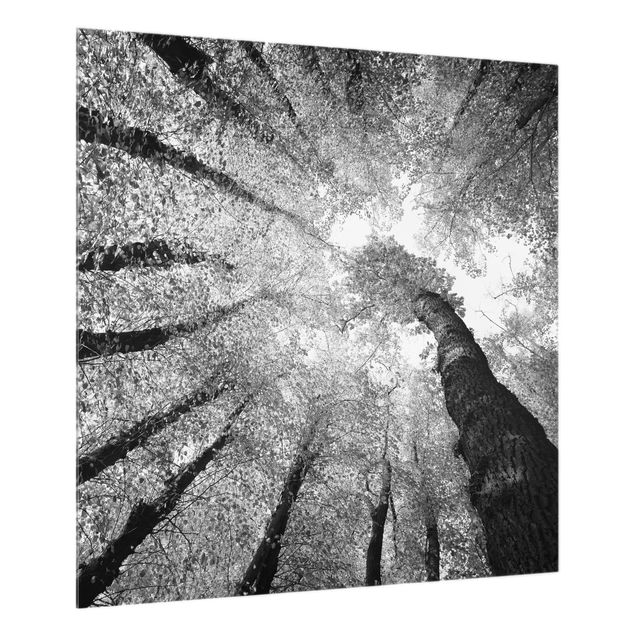 Glass Splashback - Trees Of Life II - Square 1:1