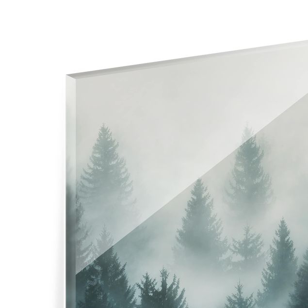 Splashback - Coniferous Forest In Fog