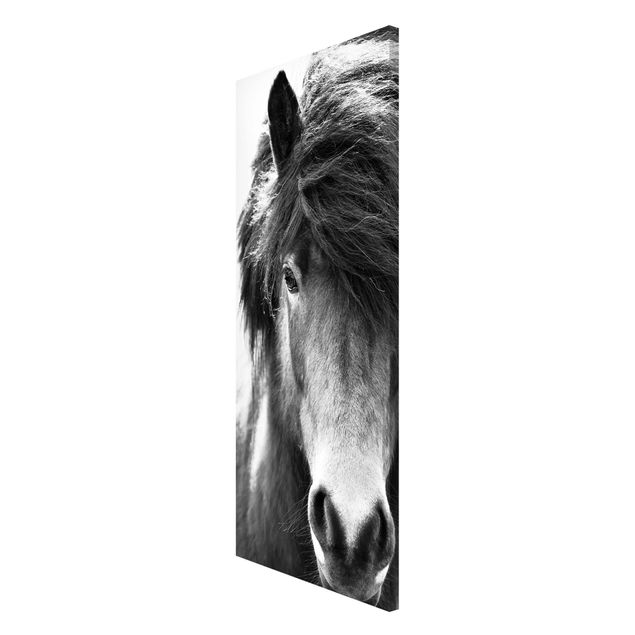 Magnetic memo board - Icelandic Horse In Black And White