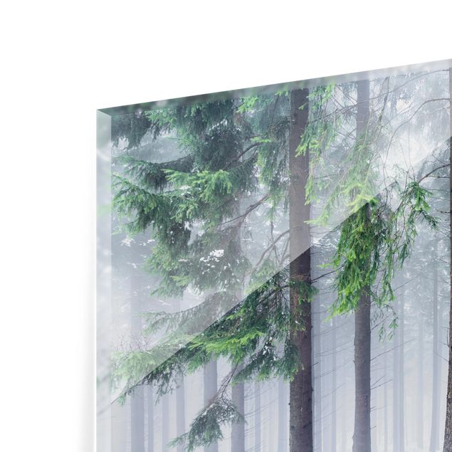 Splashback - Conifers In Winter - Landscape format 3:2