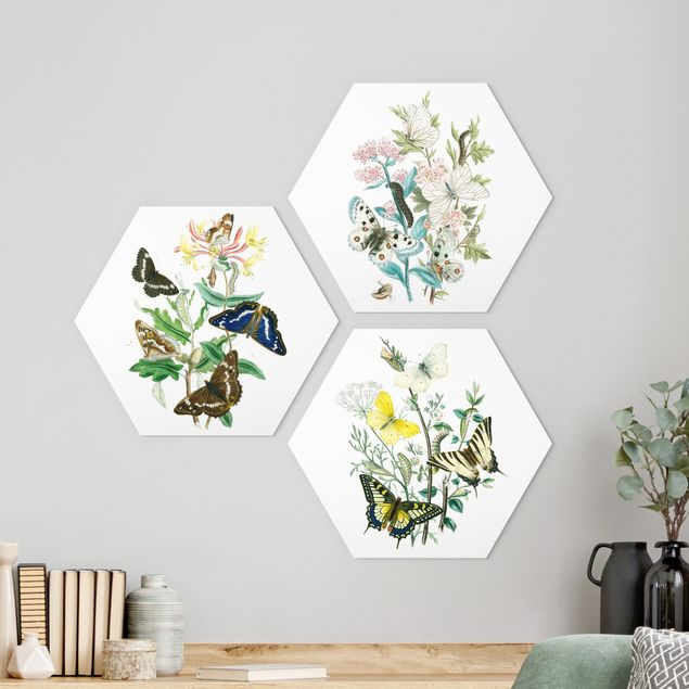 Alu-Dibond hexagon - British Butterflies Set I