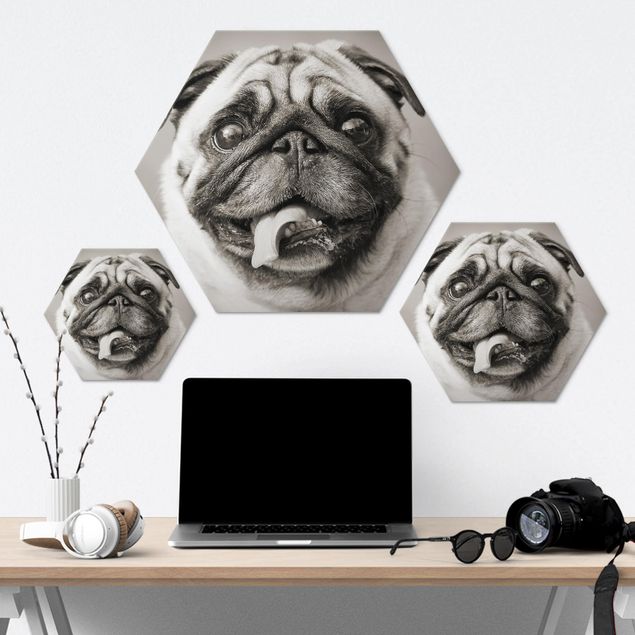 Alu-Dibond hexagon - Funny Pug