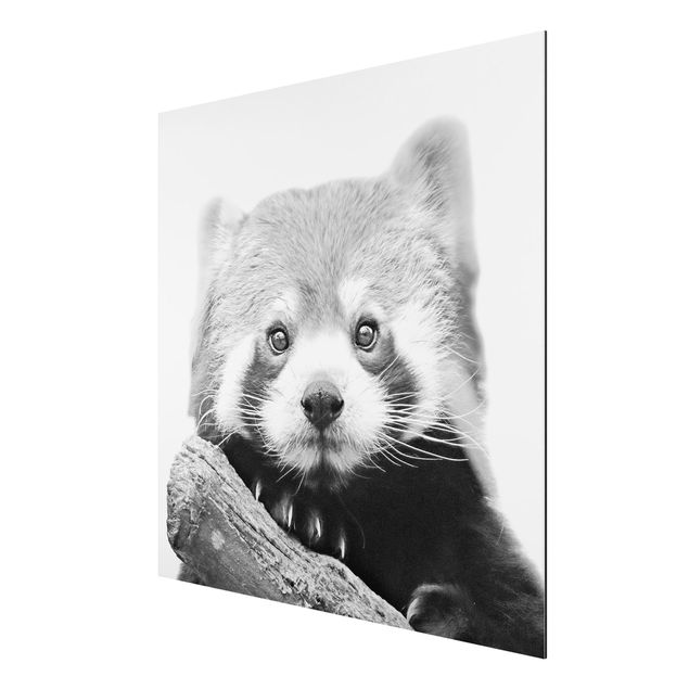 Print on aluminium - Red Panda In Black And White