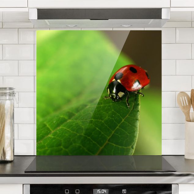 Glass splashback kitchen animals Ladybird
