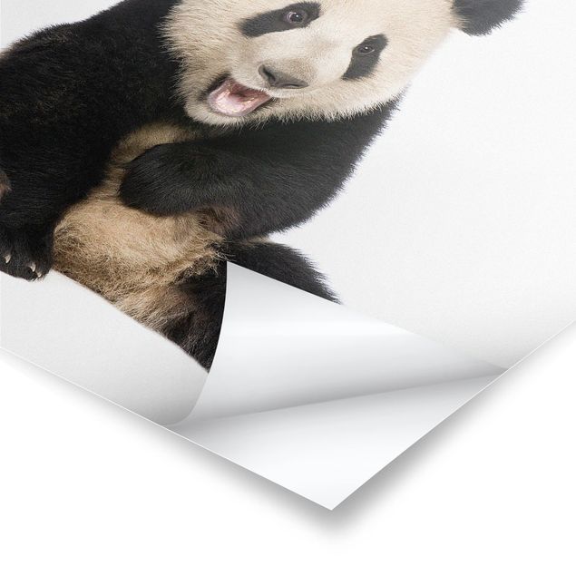 Poster - Laughing Panda