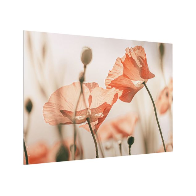 Splashback - Poppy Flowers In Summer Breeze - Landscape format 4:3