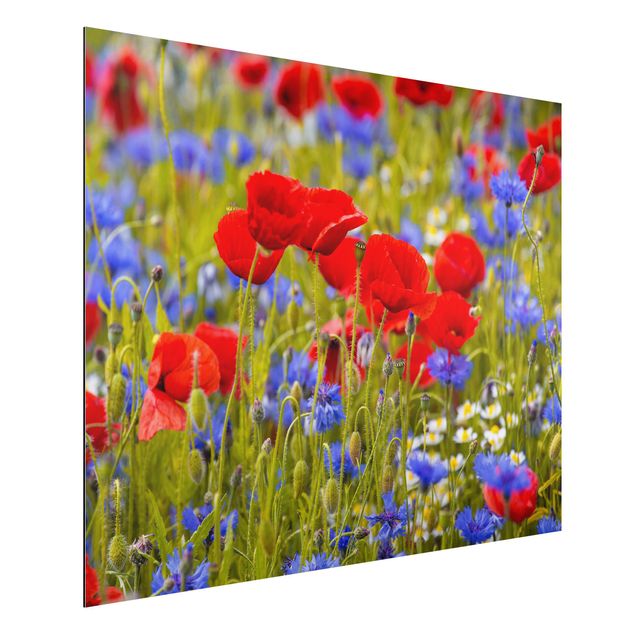 Dibond Summer Meadow With Poppies And Cornflowers