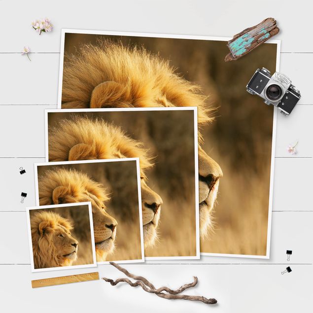 Poster - King Lion