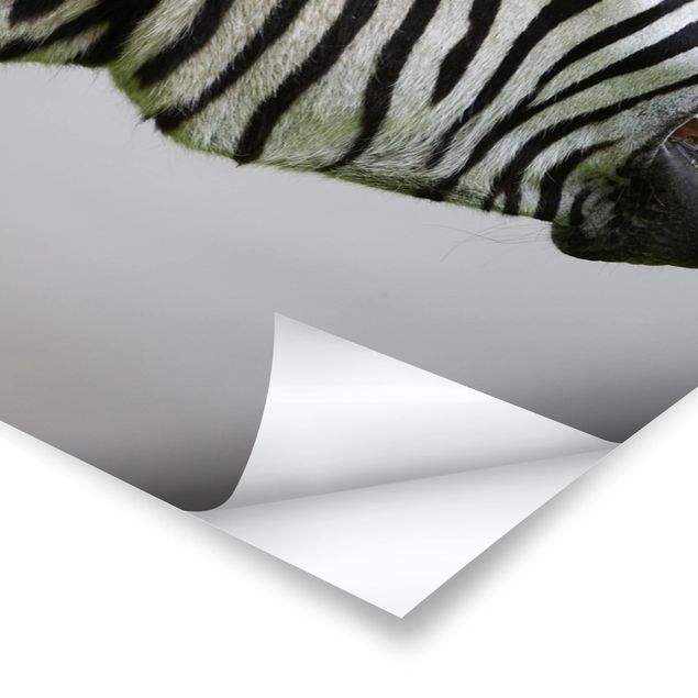 Poster animals - Roaring Zebra