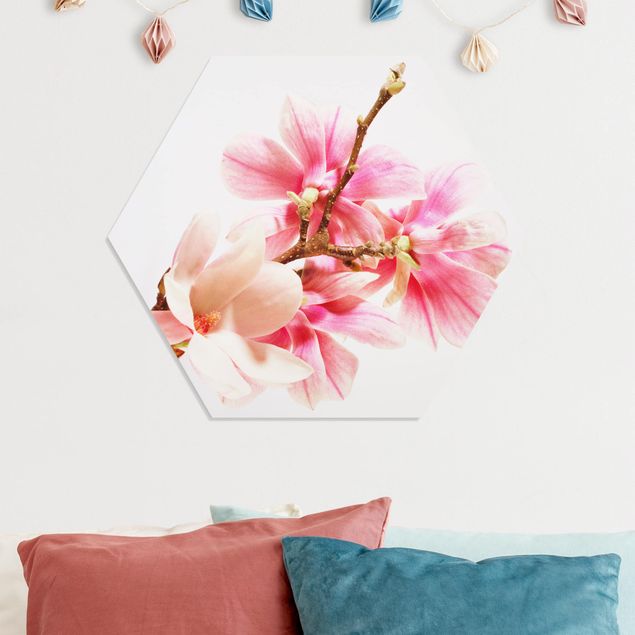 Forex hexagon - Magnolia Blossoms