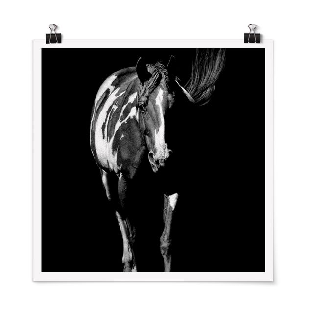 Poster - Horse In The Dark