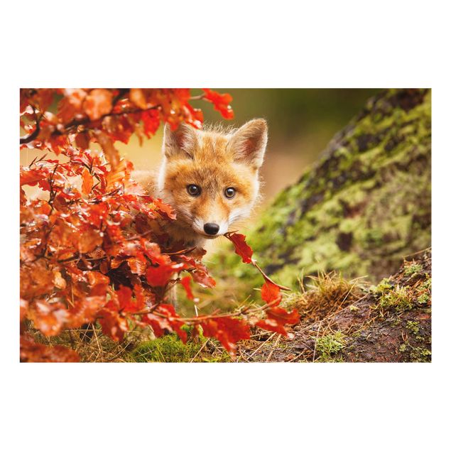 Splashback - Fox In Autumn