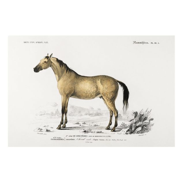 Print on forex - Vintage Board Horse
