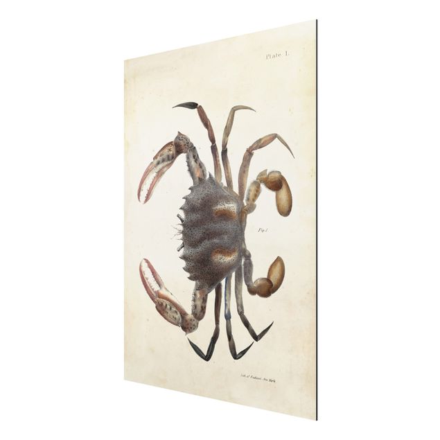 Print on aluminium - Vintage Illustration Crab