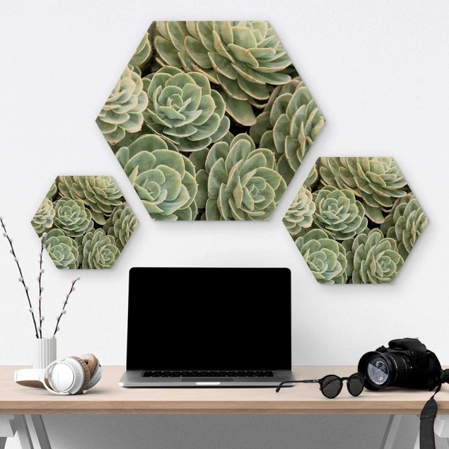 Wooden hexagon - Green Succulents