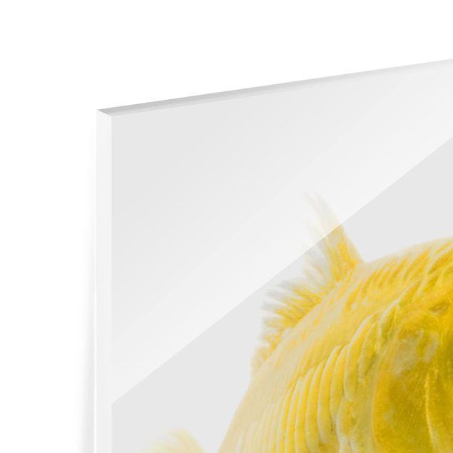 Glass Splashback - Goldfish Yellow - Square 1:1