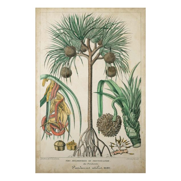 Print on aluminium - Vintage Board Exotic Palms I