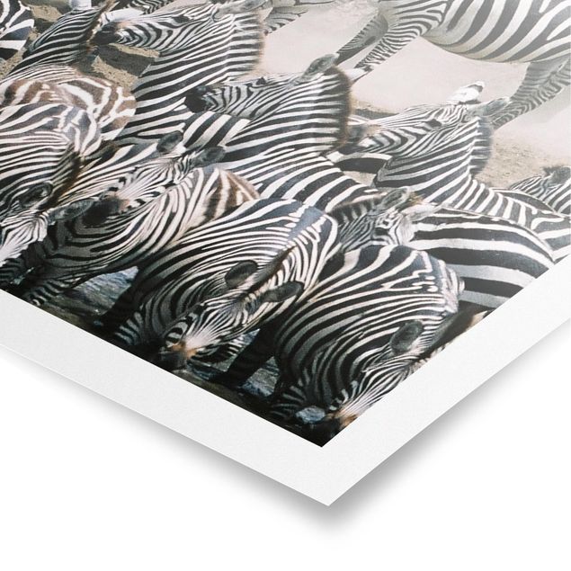 Poster animals - Zebra Herd