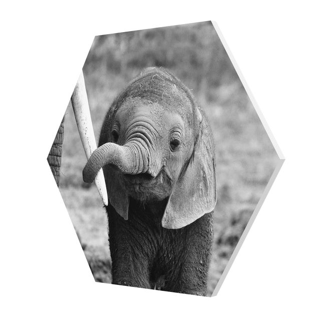 Forex hexagon - Baby Elephant