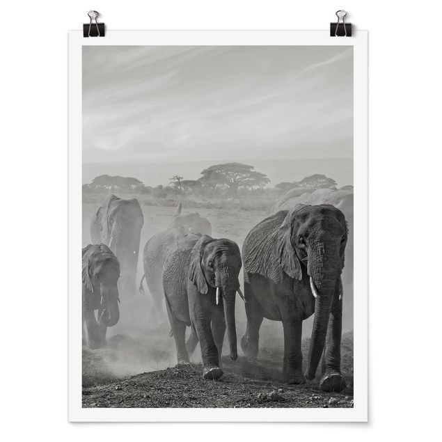 Poster animals - Herd Of Elephants