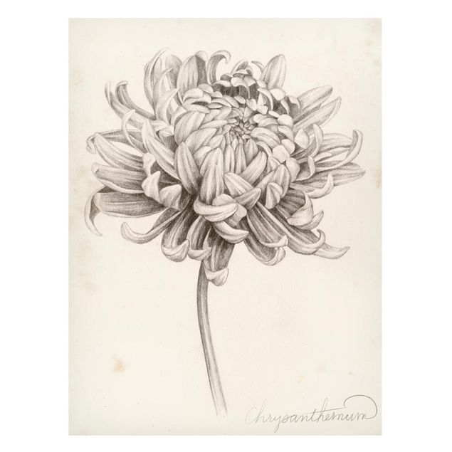 Magnetic memo board - Botanical Study Chrysanthemum I