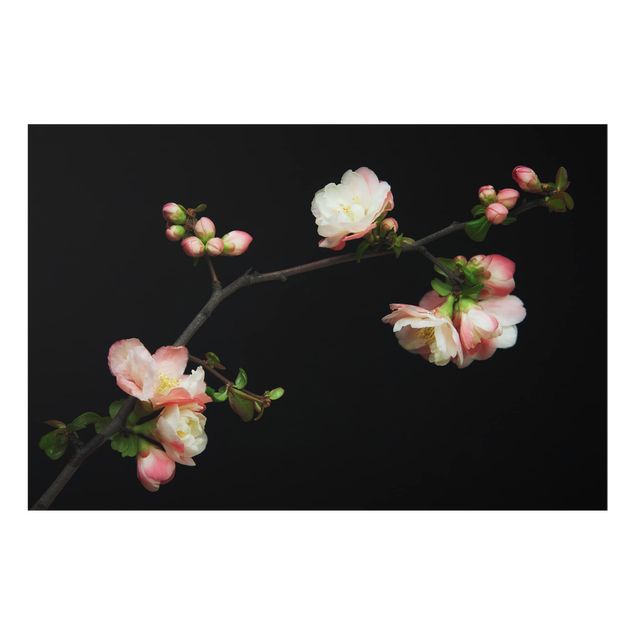 Splashback - Blossoming Branch Apple Tree