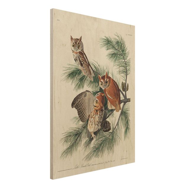 Print on wood - Vintage Board Screech Owl