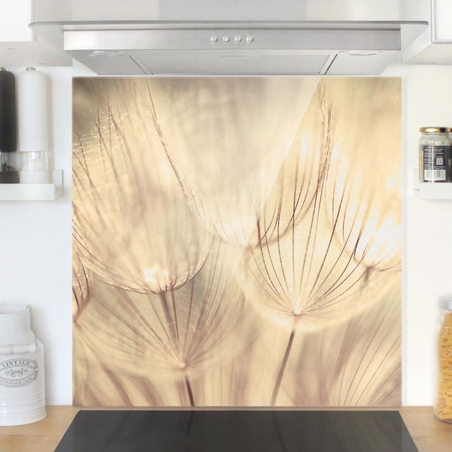 Glass splashback kitchen flower Dandelions Close-Up In Homely Sepia Tones