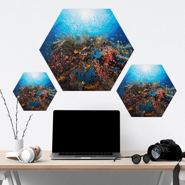 Forex hexagon - Lagoon Underwater